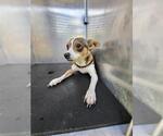 Small Chihuahua