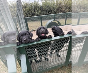 Labrador Retriever Puppy for Sale in WAUCHULA, Florida USA