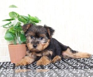 Yorkshire Terrier Puppy for sale in EL CAJON, CA, USA