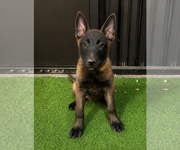 Medium Photo #1 Belgian Malinois Puppy For Sale in OROVILLE, CA, USA