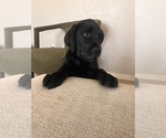 Small #3 Golden Labrador