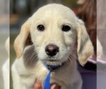 Small Photo #1 Labrador Retriever-Unknown Mix Puppy For Sale in Yardley, PA, USA