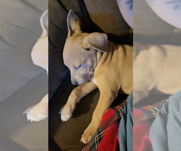 Medium Photo #2 Mutt Puppy For Sale in NEWPORT NH, NH, USA