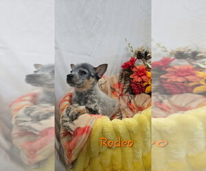 KP Rodeo - Male Mutt Dog for Adoption - Photo #2