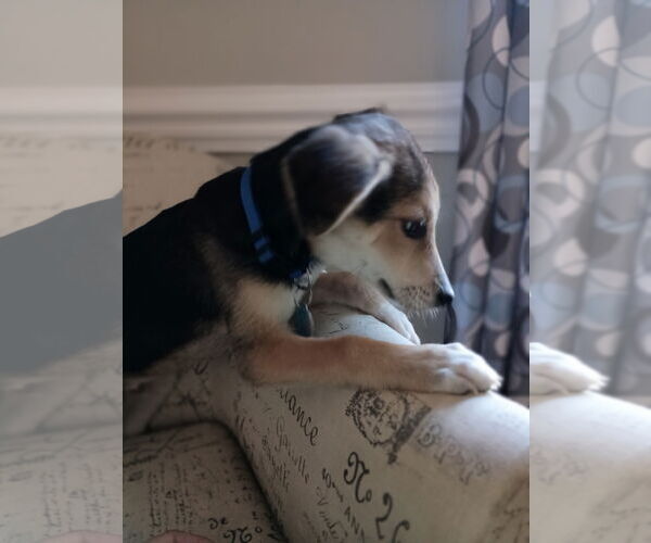 Medium Photo #3 Mutt Puppy For Sale in Cary, NC, USA