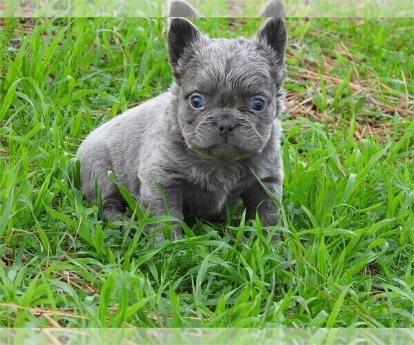 Medium Photo #17 French Bulldog Puppy For Sale in PEMBROKE PINES, FL, USA