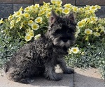 Small #2 Schnauzer (Miniature)