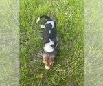Small #8 Basset Hound