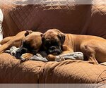 Small Photo #3 Boxer Puppy For Sale in Monkton, MD, USA
