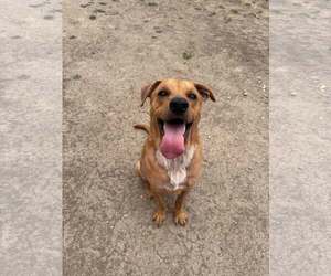 Chinese Shar-Pei-Unknown Mix Dogs for adoption in Rowlett, TX, USA