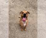 Small Chinese Shar-Pei Mix