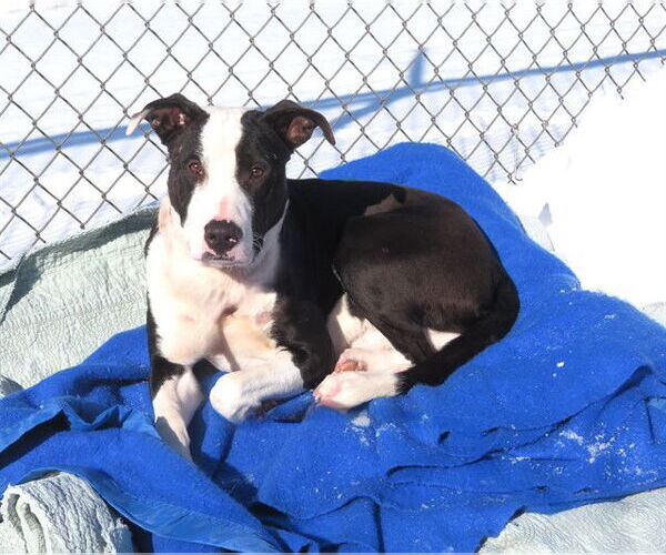 Medium Photo #1 Mutt Puppy For Sale in Oklahoma City, OK, USA