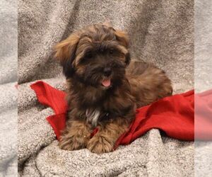 ShihPoo Puppy for sale in THORP, WI, USA