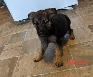 German Shepherd Dog Puppy for sale in LUCERNE, IN, USA