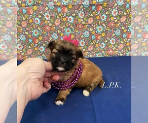 Mal-Shi Puppy for sale in WINNSBORO, LA, USA