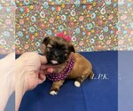 Image preview for Ad Listing. Nickname: Tiny Misty
