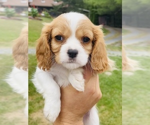 Cavalier King Charles Spaniel Puppy for sale in HINTON, VA, USA