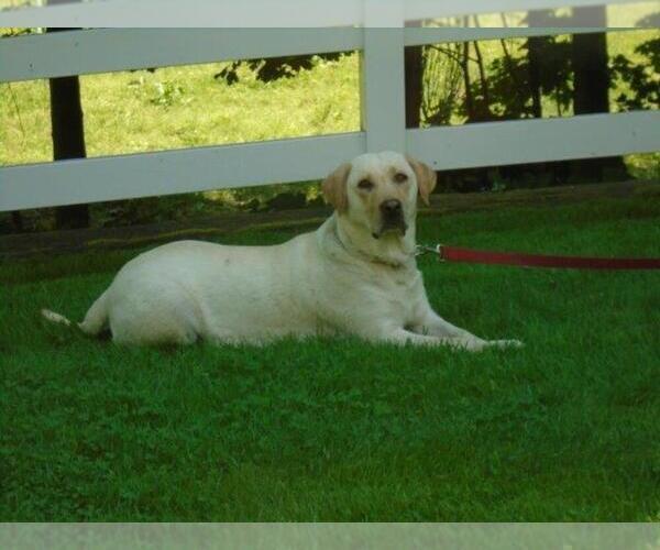 Medium Photo #1 Labrador Retriever Puppy For Sale in MILLERSBURG, OH, USA