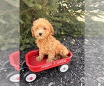 Small #2 Goldendoodle (Miniature)