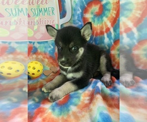 Siberian Husky Puppy for sale in DEARBORN, MO, USA