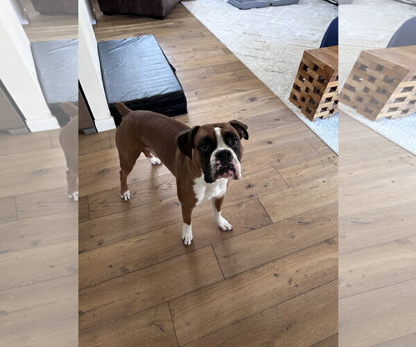 Medium Photo #1 Boxer Puppy For Sale in Woodbury, MN, USA