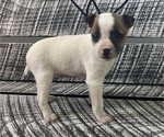 Puppy 1 Jack Russell Terrier