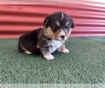 Small #27 Pembroke Welsh Corgi