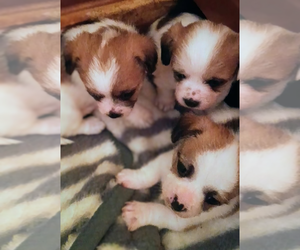 ShiChi Puppy for sale in WOBURN, MA, USA
