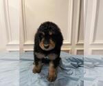 Small Photo #1 Bernedoodle Puppy For Sale in KATY, TX, USA