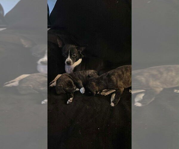 Medium Photo #2 Chug Puppy For Sale in Aurora, IN, USA