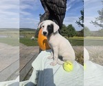 Small #1 Borador