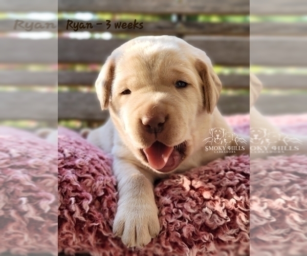 Medium Photo #25 Labrador Retriever Puppy For Sale in POCAHONTAS, IL, USA