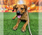 Small #1 Redbone Coonhound