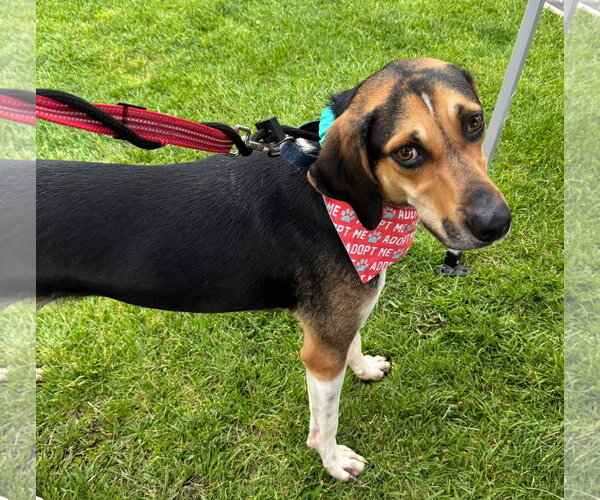 Medium Photo #3 Treeing Walker Coonhound-Unknown Mix Puppy For Sale in Germantown, OH, USA