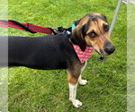 Small #2 Treeing Walker Coonhound Mix