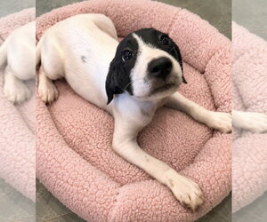 Pointer Dogs for adoption in Southbury, CT, USA