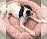Shyanne ~ meet me! - Female Pointer Dog for Adoption - Small photo