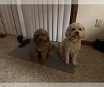 Small Photo #1 Cavapoo (Miniature) Puppy For Sale in KALAMAZOO, MI, USA