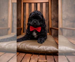 Cocker Spaniel Puppy for sale in RIPLEY, MS, USA