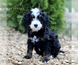 Miniature Bernedoodle Puppy for sale in GORDONVILLE, PA, USA