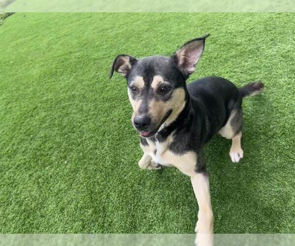 Medium Photo #2 American Staffordshire Terrier-German Shepherd Dog Mix Puppy For Sale in Grand Prairie, TX, USA