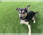 Small #1 American Staffordshire Terrier-German Shepherd Dog Mix