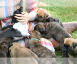 Small #4 Boerboel