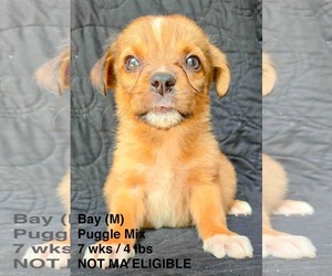 Puggle Dogs for adoption in pomfret, CT, USA