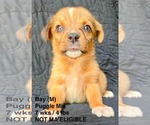Small Puggle