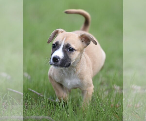 Medium Photo #1 Chihuahua-Unknown Mix Puppy For Sale in Mechanicsburg, PA, USA