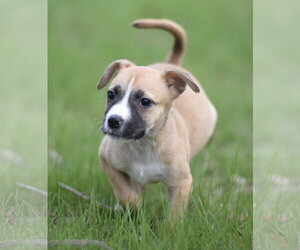 Chihuahua-Unknown Mix Dogs for adoption in Mechanicsburg, PA, USA