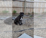 Small #6 America Bandogge Mastiff