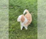 Small #3 Miniature Bernedoodle