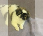 Small Photo #5 Pekingese Puppy For Sale in BROOKLYN, NY, USA